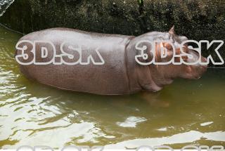 Hippo baby 0052